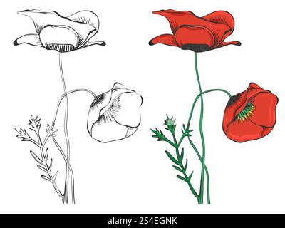 Black poppies silhouettes and colorful sample isolated on white background. Vector illustration. Black poppies and colorful isolated on white background Stock Vector