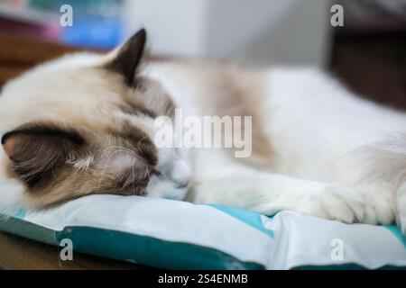 Cute Ragdoll cat lying on pet bed Stock Photo