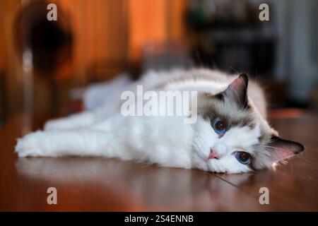 Cute Ragdoll cat lying on the wooden floor, looking into the camera Stock Photo