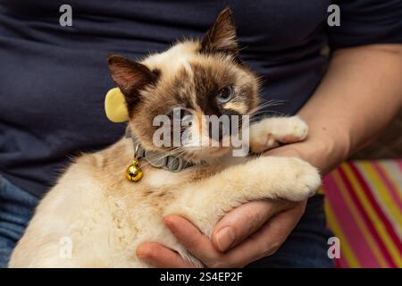 Cute siamese cat with golden bell, standing in a womans lap Stock Photo