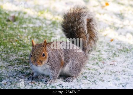 Grey squirrel Sciurus carolinensis on a frosty snow covered lawn during Winter Stock Photo