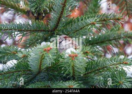 House Sparrow (Passer domesticus) in a winter snow covered garden England UK Stock Photo