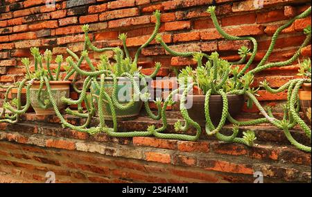 Amazing potted Euphorbia Ritchiei succulent plants on the grunge brick wall in old city Ayutthaya of Thailand Stock Photo