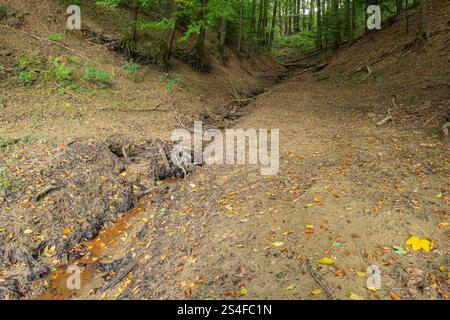 A small stream flows through a muddy forest ground Stock Photo