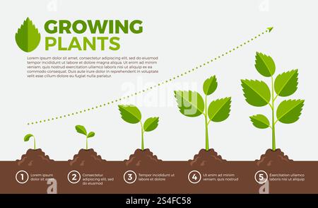 Different steps of growing plants. Vector illustration in cartoon style. Cultivation and botanical, step growing order. Different steps of growing plants. Vector illustration in cartoon style Stock Vector