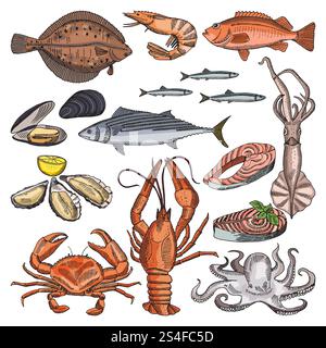 Illustrations of sea food products for gourmet menu. Vector pictures of squid, oyster and different fishes. Crab and fish, lobster and cancer, octopus and fresh oyster. Illustrations of sea food products for gourmet menu. Vector pictures of squid, oyster and different fishes Stock Vector