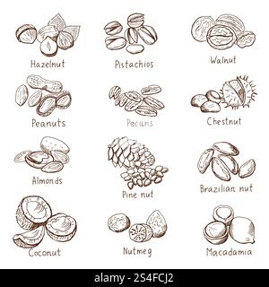 Doodle nuts. Vector hand drawn set isolate on white, Collection of nuts drawing illustration. Doodle nuts. Vector hand drawn set isolate on white Stock Vector