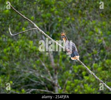 Hoatzin or stink bird (Opisthocomus hoazin) sitting on branch, Amazon rainforest, Yasuni National Park, Ecuador, South America Stock Photo