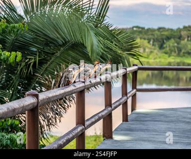 Hoatzin birds perched on handrail (Opisthocomus hoazin), Napo Eco Lodge, Amazon rainforest, Yasuni National Park, Ecuador, South America Stock Photo