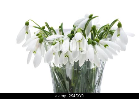 snowdrop isolated on white background Stock Photo