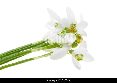 snowdrop isolated on white background Stock Photo