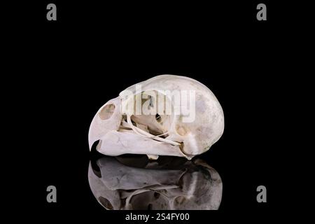 Skull of an kakariki parakeet on black bakcground Stock Photo