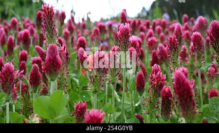 Flowering blossom red clover meadow is cultivated as a useful plant or fodder plant in agriculture for feeding or medicinal plant for women's ailments. Stock Photo