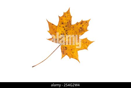 Autumn maple leaf isolated on white. Fall colored foliage. Yellow leaf with brown spots. Stock Photo