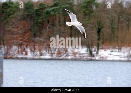 January 19, 2025, Germany In this photo illustration, a Plains GP Holdings logo seen displayed