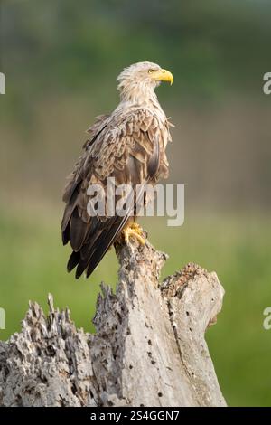 White-tailed eagle (Haliaeetus albicilla) adult female perched on a rotting tree stump, side view with ruffled feathers Stock Photo