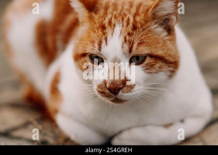 Close-Up Portrait of a Ginger Cat Resting Stock Photo