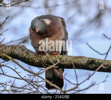 Moira Demesne, Moira, County Down, Northern Ireland, UK. 12 Jan 2025. UK weather - milder weather has arrived in Moira, with temperatures jumping up dramatically to a heady 6C. However it is still January and cold in the breeze. A curious wood pigeon. Credit: CAZIMB/Alamy Live News. Stock Photo