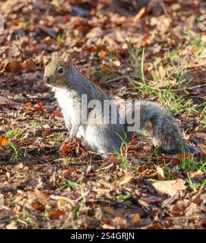 Moira Demesne, Moira, County Down, Northern Ireland, UK. 12 Jan 2025. UK weather - milder weather has arrived in Moira, with temperatures jumping up dramatically to a heady 6C. However it is still January and cold in the breeze. A grey squirrel mud on nose out foraging. Credit: CAZIMB/Alamy Live News. Stock Photo