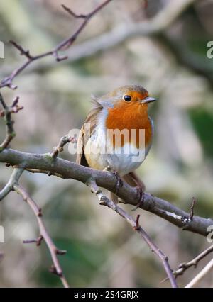 Moira Demesne, Moira, County Down, Northern Ireland, UK. 12 Jan 2025. UK weather - milder weather has arrived in Moira, with temperatures jumping up dramatically to a heady 6C. However it is still January and cold in the breeze. A robin perched on a branch in the breeze. Credit: CAZIMB/Alamy Live News. Stock Photo