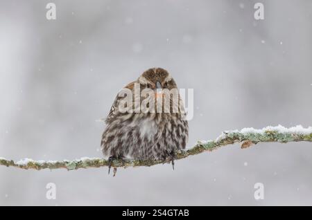 Red-winged Blackbird, Agelaius phoeniceus, female in heavy snowstorm Stock Photo
