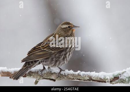 Red-winged Blackbird, Agelaius phoeniceus, female in heavy snowstorm Stock Photo