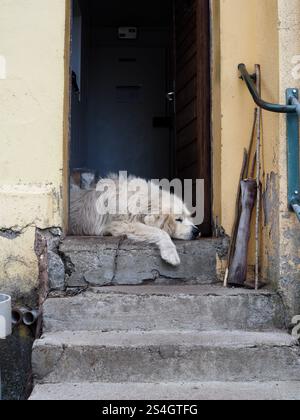 White dog resting peacefully on stone steps in a rustic doorway of a countryside home, in a quiet rural setting Stock Photo