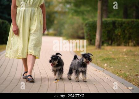The woman is taking her two small dogs for a nature walk, feeling connected to the outdoors. Stock Photo
