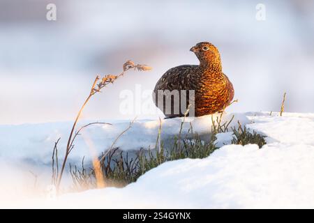 Red grouse female (lagopus scotica) in snow next to patch of green vegetation on Burley Moor at sunrise, Yorkshire, England, UK Stock Photo
