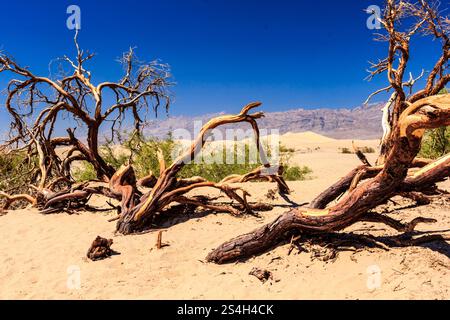 A desert landscape with a large tree that has fallen and is laying on the ground. The tree is surrounded by other dead trees and branches. The sky is Stock Photo