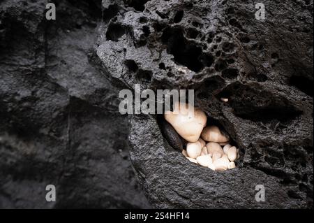 Black background grey lava stone with erosion holes caused by wind, water and weather. Backdrop surface weathered, porous and furrowed. Stock Photo