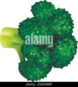 Green broccoli icon. Isometric of green broccoli vector icon for web design isolated on white background. Green broccoli icon, isometric style Stock Vector
