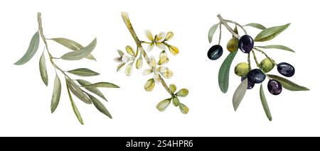 Olive branch with black and green berries, leaves and blooming olive branch with white flowers. Hand drawn watercolor botanical illustration. Stock Photo