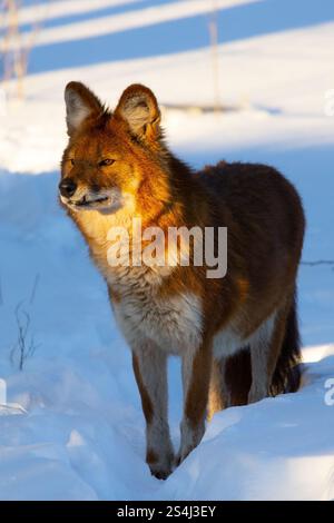 Ussuri dhole (Cuon alpinus alpinus), also known as the Indian wild dog. Stock Photo