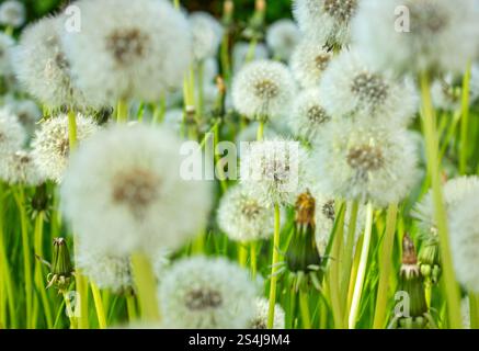A lot of white Dandelion flowers in green grass closeup. Organic background. Stock Photo