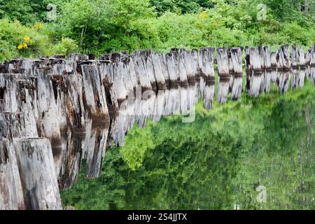 Old wood pilings  on the ocean. Stock Photo