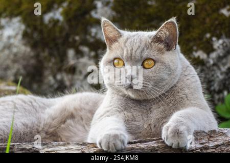 Cat lying on a log.Scottish cat breed pet gray fluffy with amber eyes, playful enthusiastic, hunting peeks out in the bushes outside Stock Photo