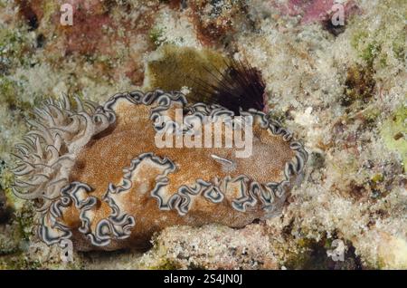 Hikueru Glossodoris, Glossodoris hikuerensis, Chromodorididae,Racha Yoi ...