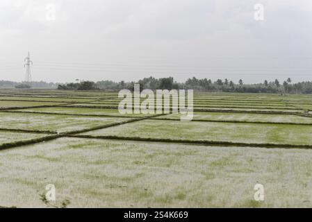 Kovalam Beach, South India, India, Asia, Wide green rice paddies in a rural landscape under a cloudy sky, Impressions from South India, Thanjavur, Mad Stock Photo