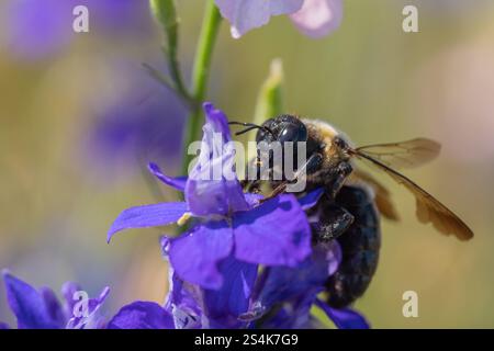 Close-up of Eastern Bumblebee (Bombus impatiens) collects pollen from purple flower in summer garden Stock Photo