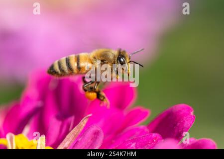 Honeybee (Apis mellifera) with pollen baskets taking flight from garden flower. Stock Photo