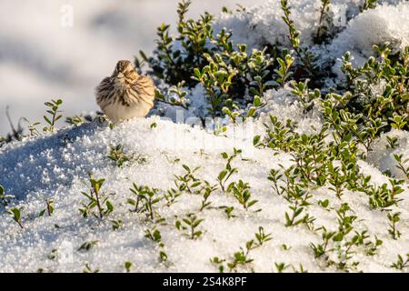Song sparrow (Melospiza melodia) with fluffed plumage perched on a snow covered bush in Metro Atlanta, Georgia. (USA) Stock Photo