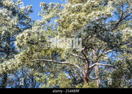 Snow on pine trees in Metro Atlanta, Georgia. (USA) Stock Photo