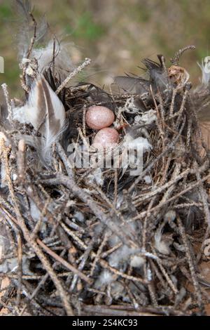 Vadnais Heights, Minnesota.  Two House wren eggs in the nest. Stock Photo