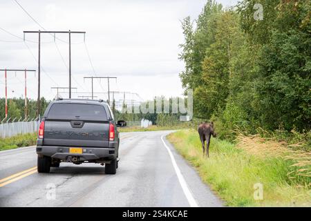 Anchorage, Alaska. A car slows down and gives some room for a moose walking alongside the highway. Stock Photo