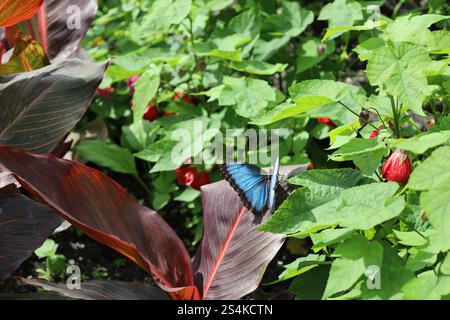 light blue and black butterfly rests on purple burgundy leaf in sunshine Stock Photo
