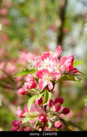 Beautiful pink blossoms apple tree Malus floribunda siebold in full bloom on a tree branch with vibrant green leaves and soft natural light. Ideal for Stock Photo