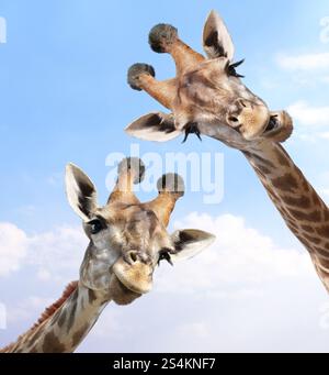 Two curious giraffes peeks from above. Cute giraffe  with open mouth looks interested. Animal stares interestedly on blue sky background Stock Photo