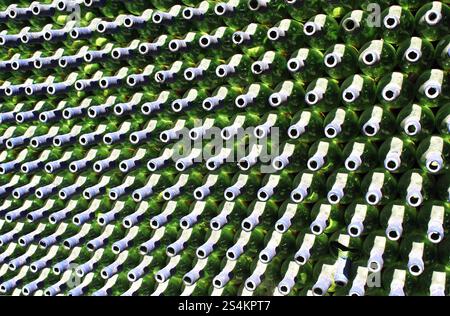 Full frame wall with empty green beer bottles necks. Alcohol theme. Endless rows of wine bottles. Green glass bottle wall with sunlight from behind Stock Photo