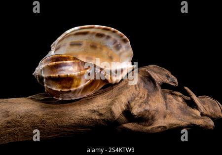Close-up of a Harpa amouretta shell with intricate patterns, resting on textured wood, set against a black background to emphasize its natural beauty Stock Photo